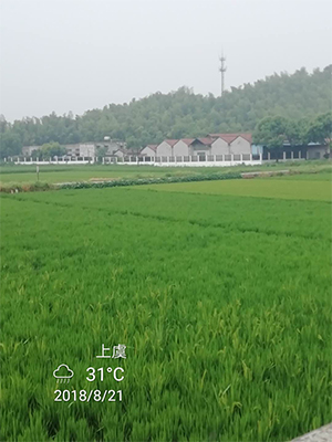 圖片36x.jpg